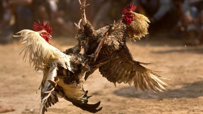 Đá gà Lu88 vào đúng sảnh và tránh link giả mạo